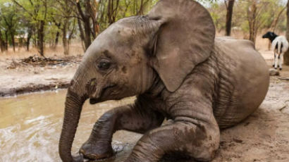 고아 된 아기 코끼리, 4년만에 엄마 찾은 기적의 사연
