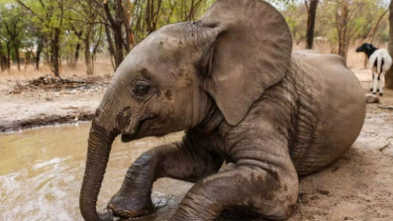고아 된 아기 코끼리, 4년만에 엄마 찾은 기적의 사연