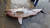 지난 8월 4일 오전 5시께 강릉시 주문진읍 소돌항 북동방 4.72마일 해상에서 혼획된 악상어 한 마리가 인근 항구로 옮겨져 있다. [속초해경 제공]