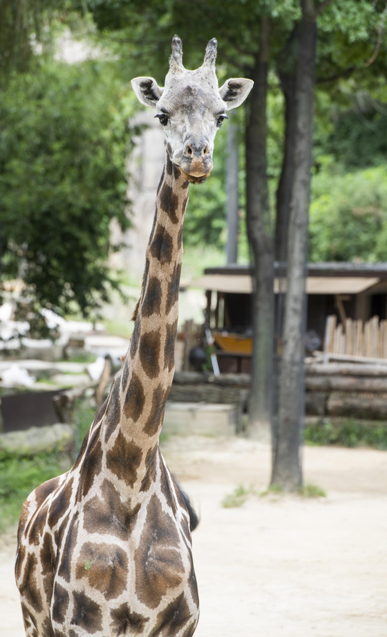 ‘35세’ 세계 동물원 최장수 기린 된 장순이