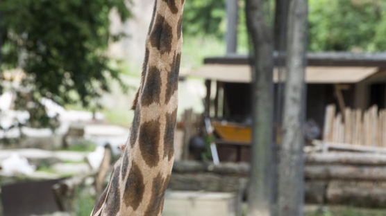 ‘35세’ 세계 동물원 최장수 기린 된 장순이