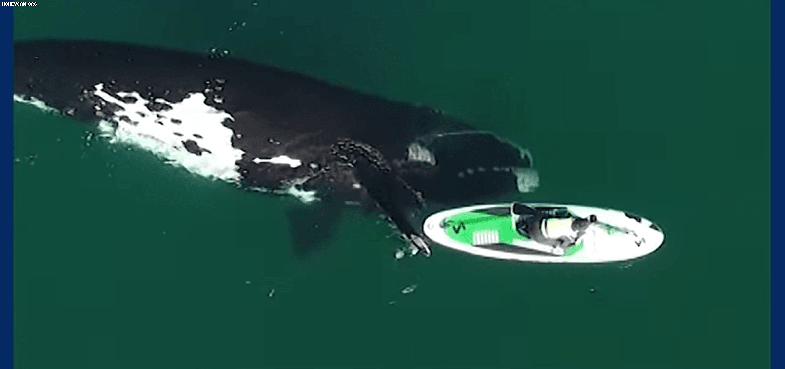 아르헨티나 남부 해안도시 푸에르토마드린에서 남방긴수염고래가 보트를 지느러미로 조심스럽게 밀어주는 모습이 드론에 촬영됐다. [인터넷 캡처]