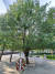 9/11 테러 20주년을 앞둔 8일(현지시간) 미국 뉴욕 '9/11 추모 공원'에 있는 '생존자 나무'. 폐허 더미 속에 있던 나무를 살려 옮겨 심었다. [뉴욕=박현영 특파원]
