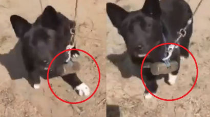 "운동 시키려" 3개월 된 강아지 목에 2㎏ 쇠망치 매단 주인