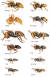 국내 분포하는 주요 말벌 종류. 자료 국립공원공단
