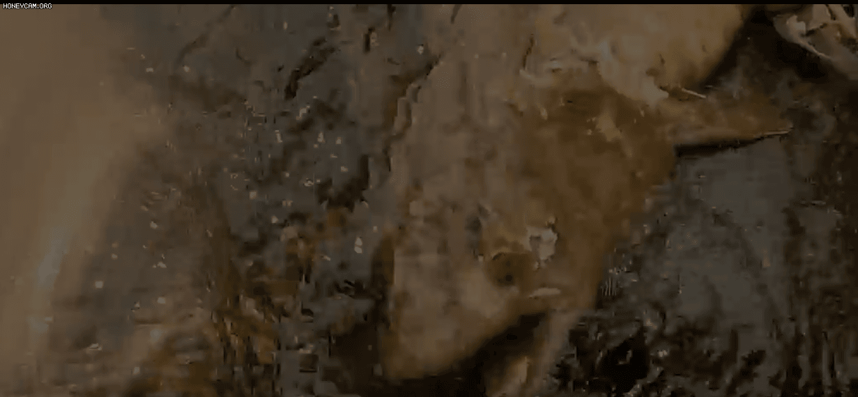 뜨거운 강물속 곰팡이 범벅 연어 사체…"이대로면 멸종" [영상] 