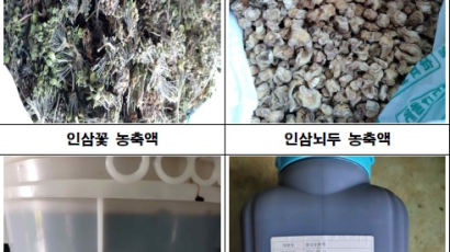 못 먹는 인삼꽃으로 만든 홍삼 제품, 29억 어치 제조·판매돼