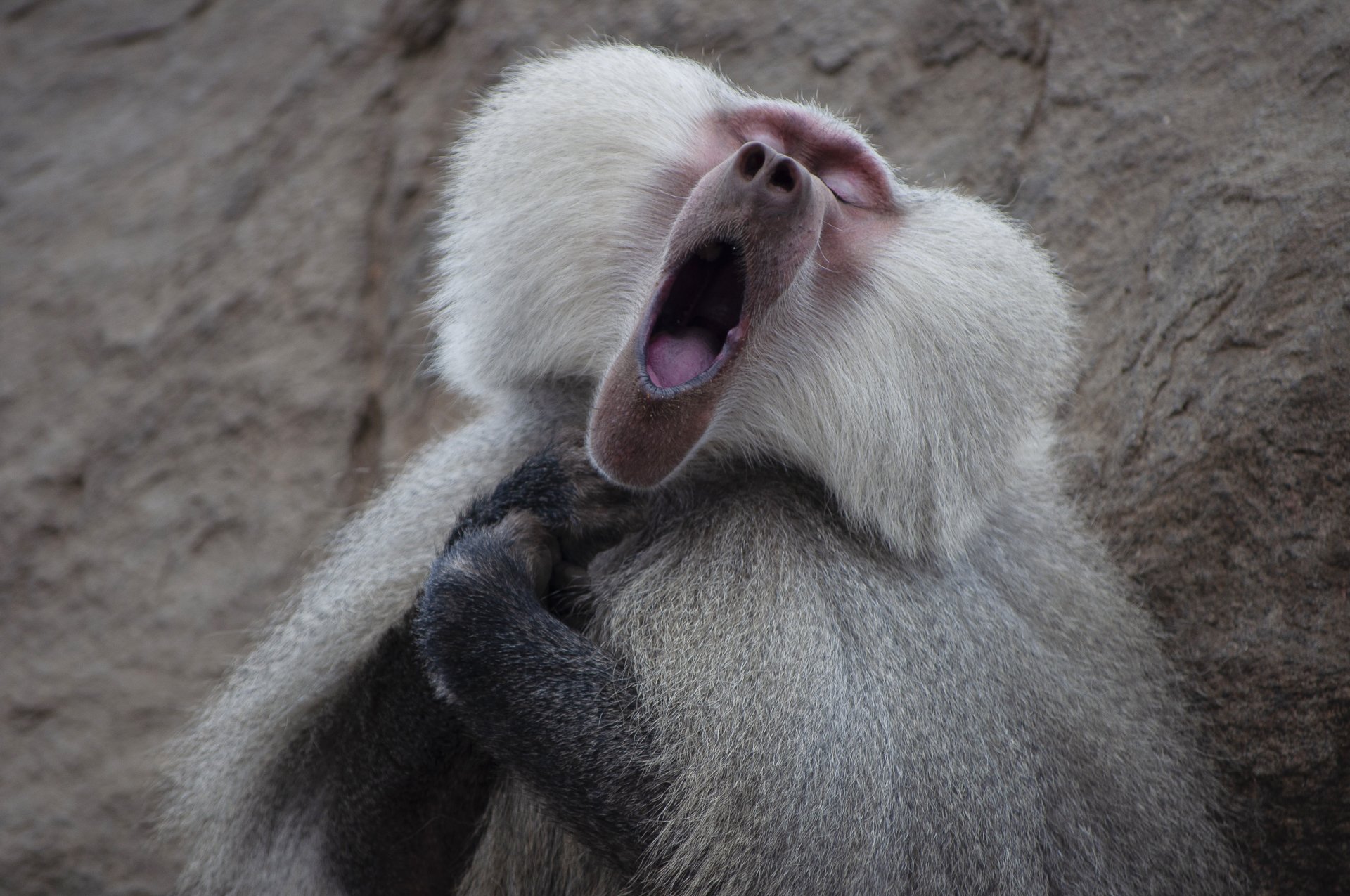사우디아라비아에서 포착된 개코원숭이가 두손을 모은 채 입을 크게 벌리고 있다. 마치 미래의 파바로티를 꿈꾸는 듯하다. [©Clemence Guinard/Comedywildlifephoto.com]