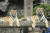 에버랜드 동물원의 한국호랑이 태호, 건곤 부부의 첫 자녀 무궁이와 태범이. 에버랜드