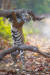 인도의 짐코벳국립공원에서 포착된 호랑이가 통나무를 어깨에 들쳐메고 뒷다리로 서있는데, 마치 군대의 유격훈련을 연상시킨다. [©Lea Scaddan/Comedywildlifephoto.com]