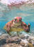 2020년 웃긴 야생동물 사진상 종합부문상을 수상한 '욕하는 거북이'. 호주 퀸즐랜드주의 레이디 엘리어트섬에서 포착됐다. [ⓒMark Fitzpatrick/Comedywildlifephoto.com]