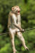 줄을 타던 원숭이가 원치않는 공격을 받은 뒤 고통스러워하고 있다. 표정에 그대로 나타난다. 중국 윈난성에서 포착한 황금비단원숭이의 모습이다. [©Ken Jensen/Comedywildlifephoto.com]