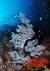 멸종위기 산호류인 해송. 바다의 소나무라는 뜻이다. 국립공원공단