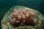 멸종위기 산호류인 검붉은수지맨드라미. 국립공원공단