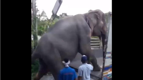 “여생 편안하게 지내길” 태국 72살 ‘할머니 코끼리’ 18년만의 귀향