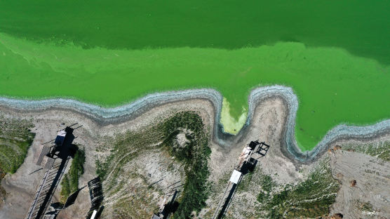 [이 시각] 끓여도 위험... 독성 조류 뒤덮인 美 캘리포니아 호수