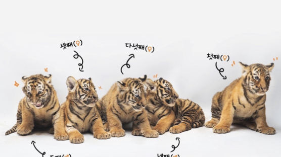 에버랜드 한국호랑이 5남매 이름 ‘아름·다운·우리·나라·강산’으로 정해져