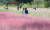 완연한 가을 날씨를 보인 1일 경북 구미시 낙동강체육공원에 조성된 꽃밭에 핑크뮬리와 코스모스가 활짝 펴 꽃 물결을 이루자 산책 나온 시민들이 가을을 만끽하고 있다. 뉴스1