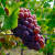 세컨드 와인은 유명한 샤또(와이너리)에서 생산하는 서브(하위) 브랜드다. 품질은 조금 낮지만, 가격이 상대적으로 저렴한 것이 매력이다. 사진 언스플래쉬 