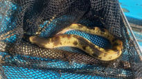 “60년만에 처음 …” 한강서 ‘황금장어’ 잡혔다