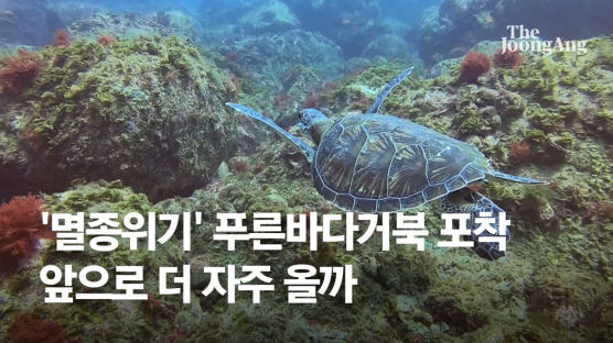 남해 바닷속 유유히 헤엄…'멸종 위기' 푸른바다거북 첫 포착 [영상] 
