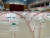 8일 경북 포항시 북구 흥해읍 흥해실내체육관에 마련된 지진 피해 주민들을 위한 임시 대피소 모습. 텐트 221개동이 설치돼 있다. 김정석기자