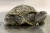 미 매사추세추주 뉴잉글랜드 야생동물센터 버지 케이프 지점에서 부화한 머리 두개 달린 거북이. [AP=연합뉴스]