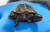 미 매사추세츠주 뉴잉글랜드 야생동물센터 버지 케이프 지점에서 부화한 머리 두개 달린 거북이. [NEWC 페이스북]