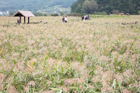 느릿느릿, 맛있는 것 아껴 먹듯이… 순천만 갈대밭을 걷는 법 | 중앙일보