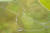9월 30일 드론으로 촬영한 갈대밭. 아직은 초록색이 짙다. 탐방로가 오리 모양인 줄 처음 알았다.