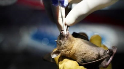라오스 박쥐서 '코로나19' 유사 바이러스 발견…"인간 세포와 쉽게 결합"