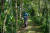 영국 윌리엄 왕세손이 설립한 국제 환경상 '어스샷 상'의 올해 수상자로 코스타리카 정부가 지목됐다. 코스타리카는 1990년대 무분별한 벌채로 국토 전체의 산림이 절반으로 줄었지만, 적극적인 산림 녹화 산업으로 소실된 수풀 대부분을 회복했다. [어스샷 제공]