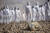 이스라엘 사해 인근 아라드 지역의 언덕에서 17일(현지시간) 누드 모델들이 포즈를 취하고 있다. 미국의 설치 미술가 스펜서 튜닉은 "사해 보존의 중요성을 일깨우기 위해 이번 퍼포먼스를 마련했다"고 밝혔다. [AP=연합뉴스]