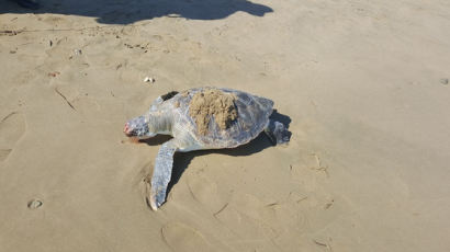 '멸종위기' 푸른바다거북 사체, 포항 해변 화장실 앞서 발견