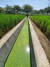 금강 서포양수장 인근 농수로의 녹조. 환경운동연합