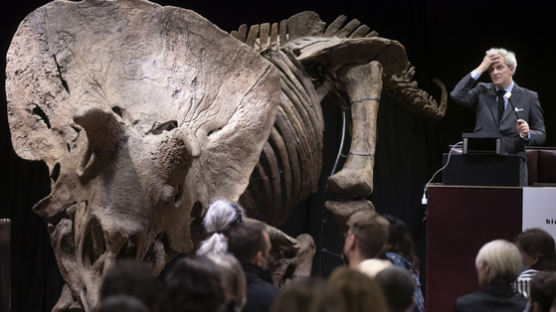 뿔 3개 달린 '세계 최대' 트리케라톱스 화석, 90억원에 낙찰