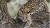 롄윈강해에 위치한 윈타이산에서 쉬고 있는 오실롯(멸종위기의 고양잇과 포유류)