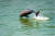 난징 위줴이 습지 공원의 상괭이(멸종위기종 돌고래)