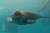 미소천사, 상괭이(멸종위기종 돌고래)