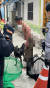 주민 2명을 물어 다치게 한 샤페이 반려견. 사진 부산경찰청