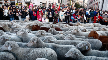 [이 시각] 1000마리 양떼가 스페인 마드리드 도심에 나타난 이유는?