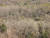 철원 화살머리고지 인근 DMZ의 숲. 이곳에는 국내에서 보기 드문 평야 숲이 발달했다. 강찬수 기자 
