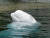 몸 전체가 흰색으로 ‘흰돌고래’라 불리는 벨루가고래(beluga whale)는 다른 고래와 외형과 행동양식이 조금 다르다. [사진 pxhere]