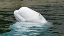 [더오래]수족관의 ‘흰돌고래’, 망망대해가 꼭 보금자리일까