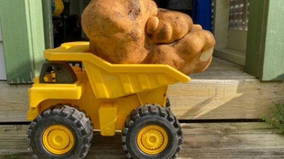 뉴질랜드서 발견된 무게 8kg짜리 초대형 감자