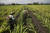 멕시코 모렐로스 주 사탕수수 밭에서 노동자들이 비료를 뿌리고 있다. 농경지에 뿌린 비료 속 암모니아가 공기 중으로 배출되면 미세먼지 생성으로 이어져 사람의 건강에도 영향을 주게 된다. 로이터=연합뉴스