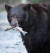 캘리포니아 흑곰의 모습(사진은 기사와 직접적 관련이 없음). [사진 캘리포니아 어류·야생동물부]