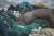 멸종위기에 처한 하와이 몽크 바다표범이 버려진 어망에 걸려 목숨을 잃었다. [AP=연합뉴스]