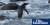 10일(현지시간) 뉴질랜드 남섬 크라이스트처치 인근 해변에 나타난 아델리 펭귄. 이 펭귄의 본서식지는 이곳에서 3000km 떨어진 남극 로스해다. [가디언 트위터 캡처]