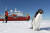 아델리 펭귄 한 마리가 남극 대륙에 도착한 한국의 쇄빙연구선 아라온호 근처에 나타났다. [연합뉴스]
